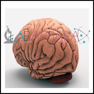 Human Brain Model, Educational Model, Anatomy Models supplier, manufacture, distributor, science model, fibre model, anatomical osteoporosis model,zoology, manufacturer.