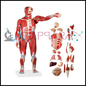 Human Muscle, manufacturer, Human Muscle exporter, Anatomy Model supplier, Human Muscle distributor, science model, ind