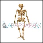 Human Skeleton Model