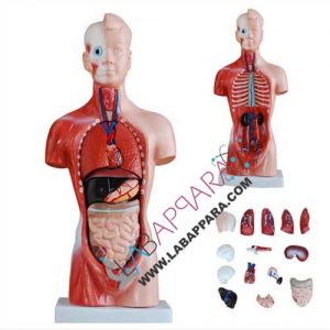 Human-Torso-15-Parts-PVC HUMAN Torso 15 Parts, PVC, Medical instruments supplier, scientific educational models, Laboratory equipments exporter, biological instruments, zoological models, Anatomy Models supplier, science model manufacture, distributor, fiber model, anatomical osteoporosis model, zoology, manufacturer.