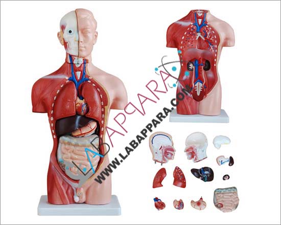 Male Torso 13 Parts, PVC, Medical instruments supplier, Laboratory equipments exporter, biological instruments, zoological equipments, educational models, Anatomy Models supplier, science model manufacture, distributor, fiber model, anatomical osteoporosis model, zoology, manufacturer.