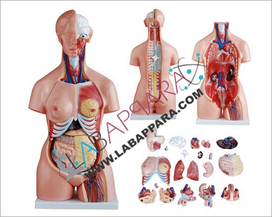 Human-Tri-Sex-Torso-21-Parts-PVC HUMAN Tri-sex Torso 21 Parts, PVC, Medical instruments supplier, Laboratory equipments exporter, biological instruments, zoological equipments, Anatomy Models supplier, science model manufacture, distributor, fiber model, anatomical osteoporosis model, zoology, manufacturer.
