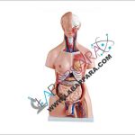 Human Unisex Torso 85cm (23 Parts)