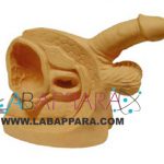 Male Internal and External Genital Organs