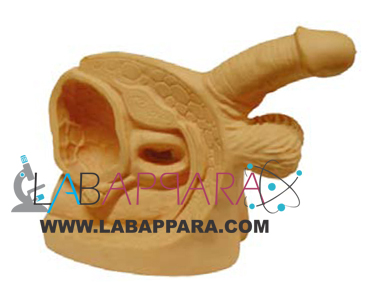 Advanced Male Internal and External Genital Organs.educational model, Medical instruments supplier, Laboratory equipments exporter, School equipments, biological instruments, zoological equipments, University Instruments, Scientific instrument manufacturer, Industrial instrument dealer, Research Equipment, lab Instruments Manufacturer, Supplier, Exporter.