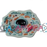 Animal Cell Zoology Model