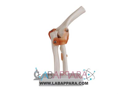 Medical Model Of Elbow Joint Life Size, zoological equipments, Educational fiber model, Medical instruments supplier, Laboratory equipments exporter, biological model, lab Instruments Manufacturer, Supplier, Exporter. scientific instrument manufacturer, supplier.