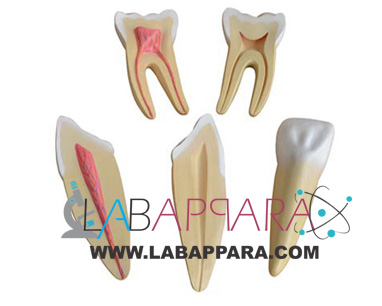 Expansion Model of Human Teeth, Educational Fiber Glass Model, lab Instruments Manufacturer, Supplier, Exporter.