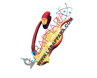 Fertilization-Of-The-Angiosperms Fertilization Of The Angiosperms, zoology, botany model, Medical instruments supplier, Laboratory equipments exporter, School equipments, biological instruments, zoological equipments, University Instruments, Scientific instrument manufacturer, Industrial instrument dealer, Research Equipment, lab Instruments Manufacturer, Supplier, Exporter.