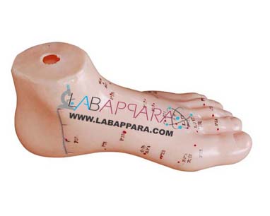 Foot Acupuncture Model 13 cm, Educational Equipment, lab Instruments Manufacturer, Supplier, Exporter.