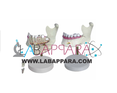 Half-Lower-Jaw-Small Half lower Jaw small,EDUCATIONAL EQUIPMENT