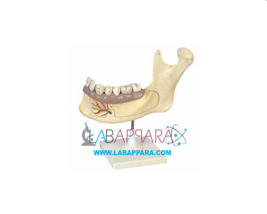 Half-Lower-Jaw Half Lower Jaw, Educational Equipments, scientific equipments, educational instrument supplier, measuring equipment, Laboratory equipment suppliers, biology lab equipment manufacturers, laboratory zoological equipment, science instruments manufacturer, supplier, exporter.