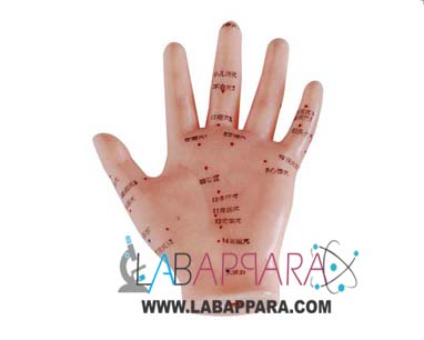 Hand-Acupuncture-Model-13-cm Hand Acupuncture Model 13cm, Educational Fiber Model, lab Instruments Manufacturer, Supplier, Exporter.