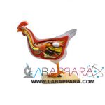 Hen (Bird) Dissection Model