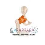 Hip Joint Model