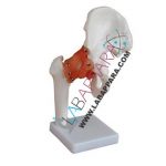 Human Hip Joint Model Life Size