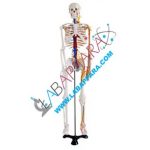 Human Skeleton Model 85cm Medium Size