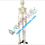 Human Skeleton Medium Tall 85cm