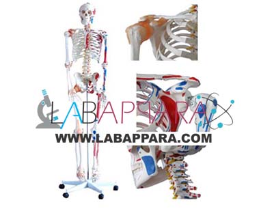 Human-Skeleton-With-Muscles-&-Ligaments-Life-Size-170-cm Human Skeleton with Muscles & Ligaments, Life Size 170cm, manufacturer, Human Skeleton with Muscles & Ligaments, Life Size 170cm exporter, Scientific instrument manufacturer,Medical instruments supplier, Laboratory equipments exporter, biological instruments, zoological equipments, University Instruments, biological instrument.