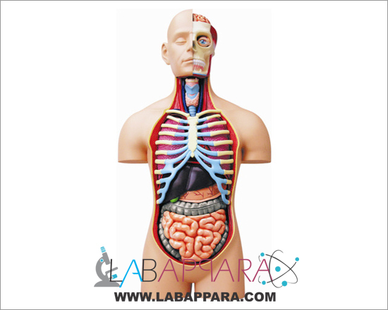 Human-Torso-10-Parts Human Torso 10 Parts, Medical instruments, Scientific Education Models Anatomy Models supplier, Laboratory equipments exporter, science model manufacture, biological instruments, zoological equipments, anatomical osteoporosis model, zoology, manufacturer, biological educational models.