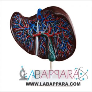 Liver Model manufacturer, Anatomy Models supplier, science model manufacture, zoological equipments, distributor, fiber model, biological instruments, anatomical osteoporosis model, zoology, manufacturer, Medical instruments supplier, Laboratory equipments exporter.