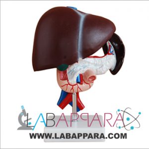 Liver-Pancreas-and-Duodenum-Model Liver, Pancreas and Duodenum Model exporter, Medical instruments supplier, distributor, fiber model,Laboratory equipments exporter, biological instruments, zoological equipments, Anatomy Models supplier, science model manufacture, anatomical osteoporosis model,zoology, manufacturer.