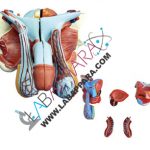 Male Genital Organ Model
