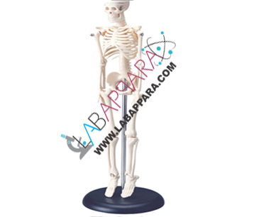 Mini Human Skeleton Tall 42 cm Educational Fiber Model, Anatomy Models supplier, manufacture, distributor, science model, fibre model, anatomical osteoporosis model,zoology, manufacturer. Mini human skeleton model offers an unique hands-on learning experience for young scientists, curious kids or medical professionals.