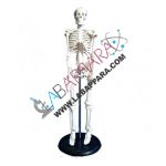 Mini Skeleton Model