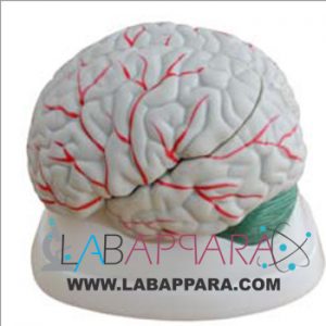 New Style Brain Model, Anatomy Models supplier, laboratory and lab instrument manufacturer, science model manufacture, scientific equipments distributor, fiber model manufacturer, anatomical osteoporosis model, zoology models manufacturer.