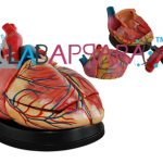 New Style Jumbo Heart Model