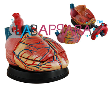 New Style Jumbo Heart Model manufacturer, This human heart model, 3 parts, showing internal structures and cardiac valves. Anatomy Models supplier, medical science models manufacture, distributor, science model, fiber model exporter, anatomical osteoporosis model, zoology, manufacturer.