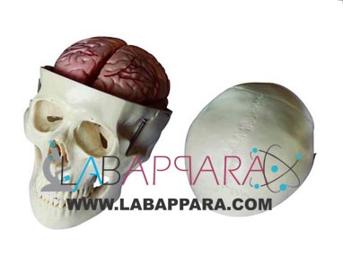 Skull-Model-With-8-Parts-Brain Skull Model with 8 Parts Brain, PVC, Educational Models, manufacturer, exporter, supplier. Medical instruments supplier, Laboratory equipments exporter, biological instruments, University Instruments, Scientific instrument manufacturer, biological models and charts manufacturer.