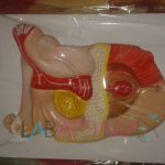 Human Reproductive System (Female)