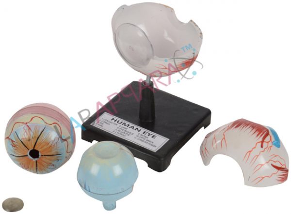 HUMAN EYE Laboratory Educational model manufacture & exporter